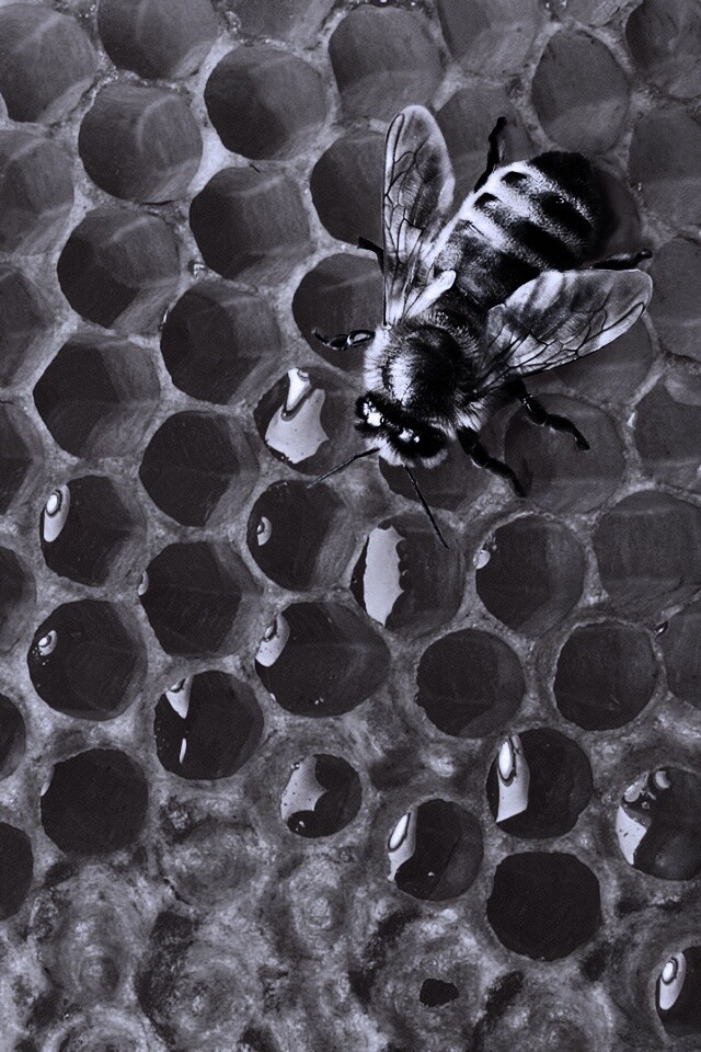 Пчела на сотах с медом обои