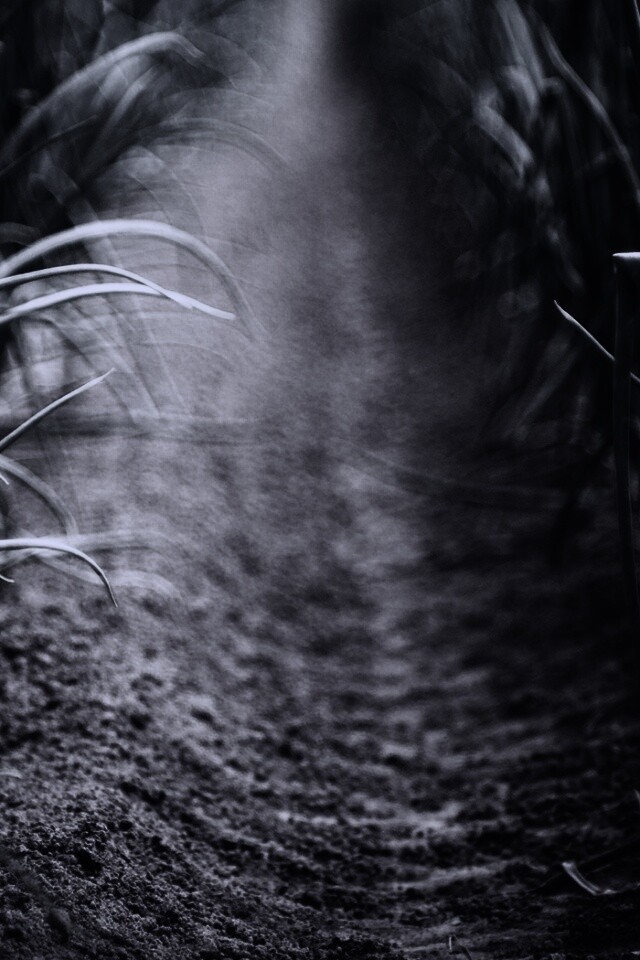 Тропинка в траве обои