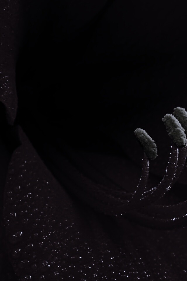 Красная манящая лилия обои