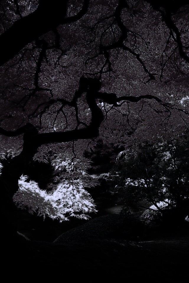 Под оранжевой кроной обои