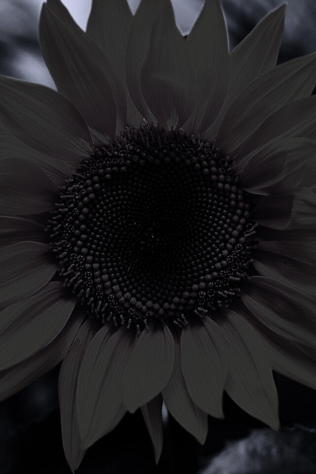 Подсолнух на поле обои