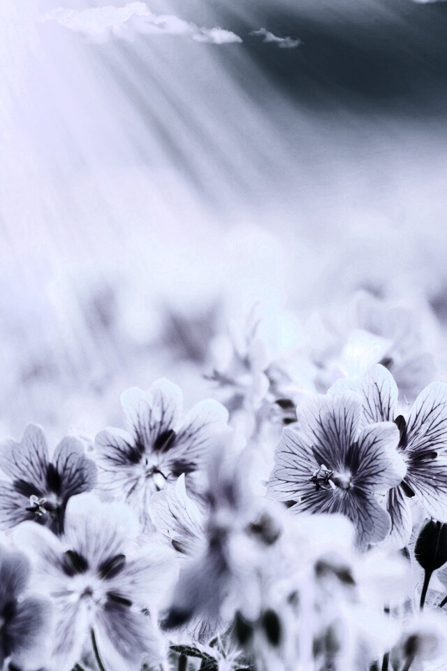 Цветочки обои