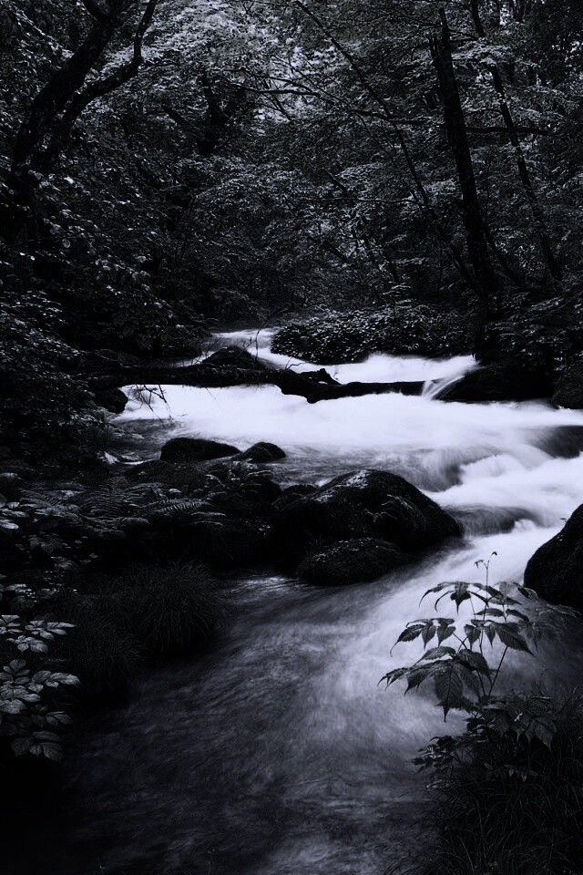 Лесная река обои