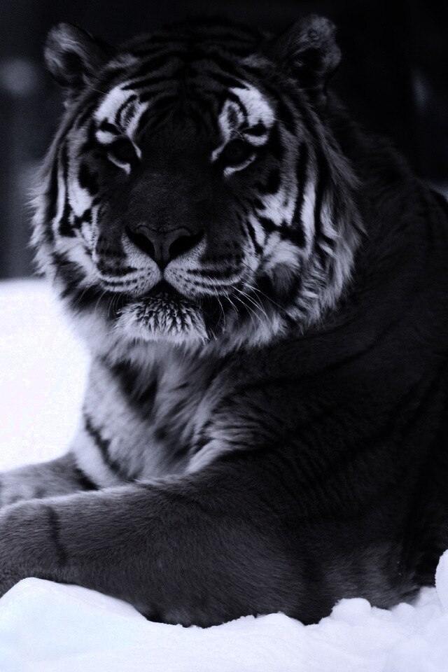 Тигр в снегу обои