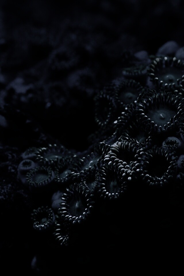 Морское дно обои