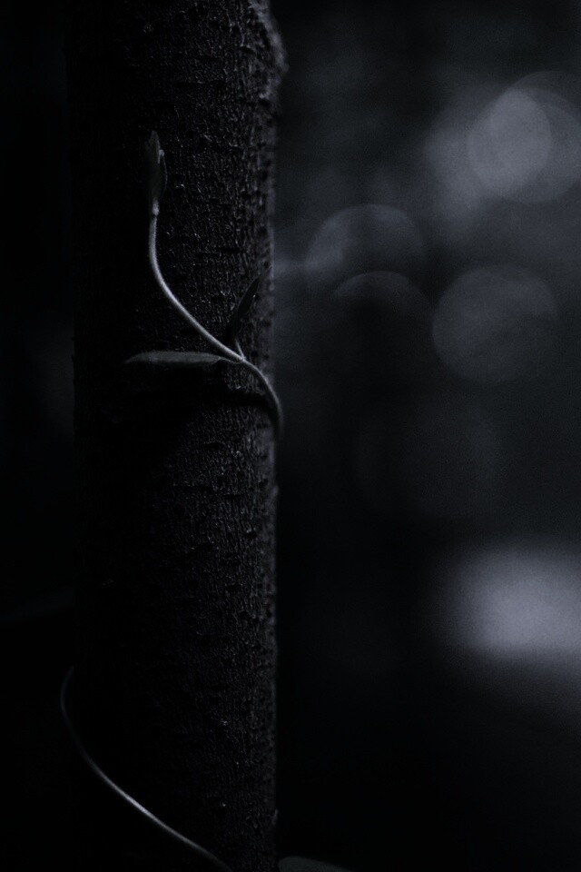 Стебелек на стволе деревца обои