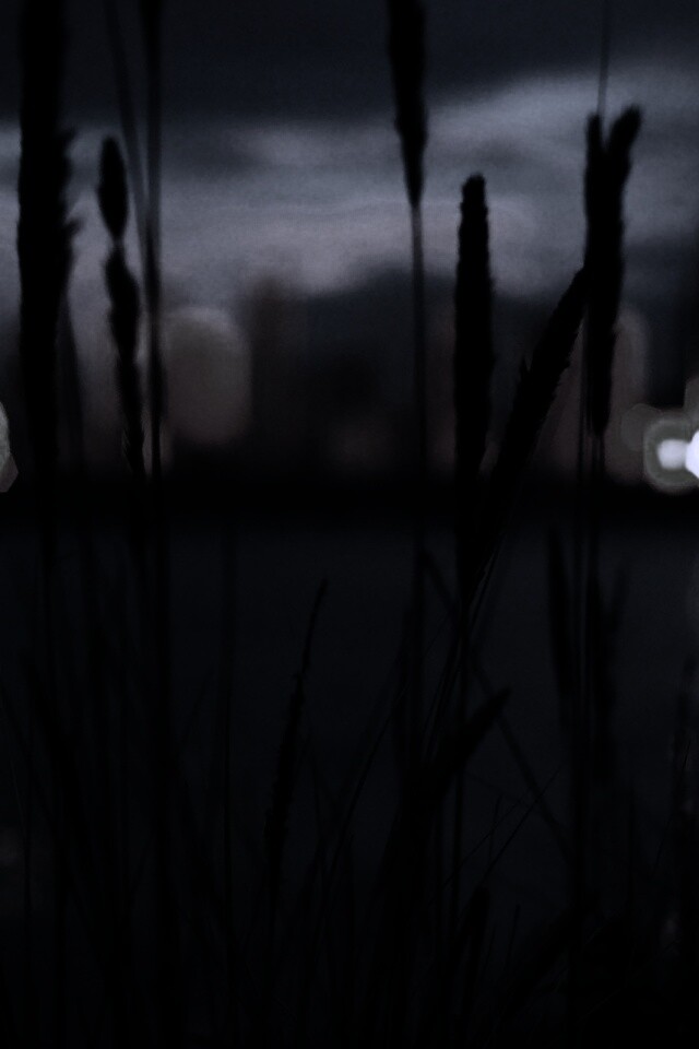 Камыш на фоне вечерних огней обои