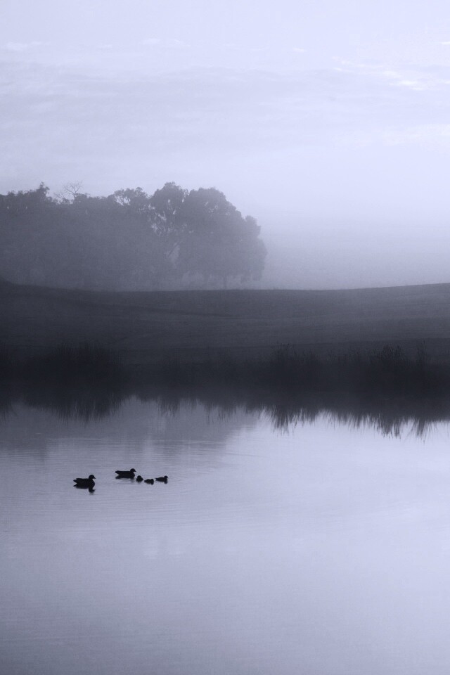 Ducks on a Misty Pond обои