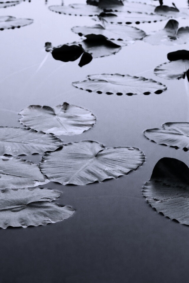 Плавающие листья обои