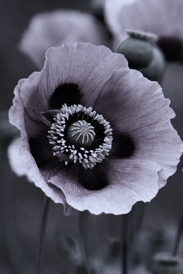 Розовые маки обои