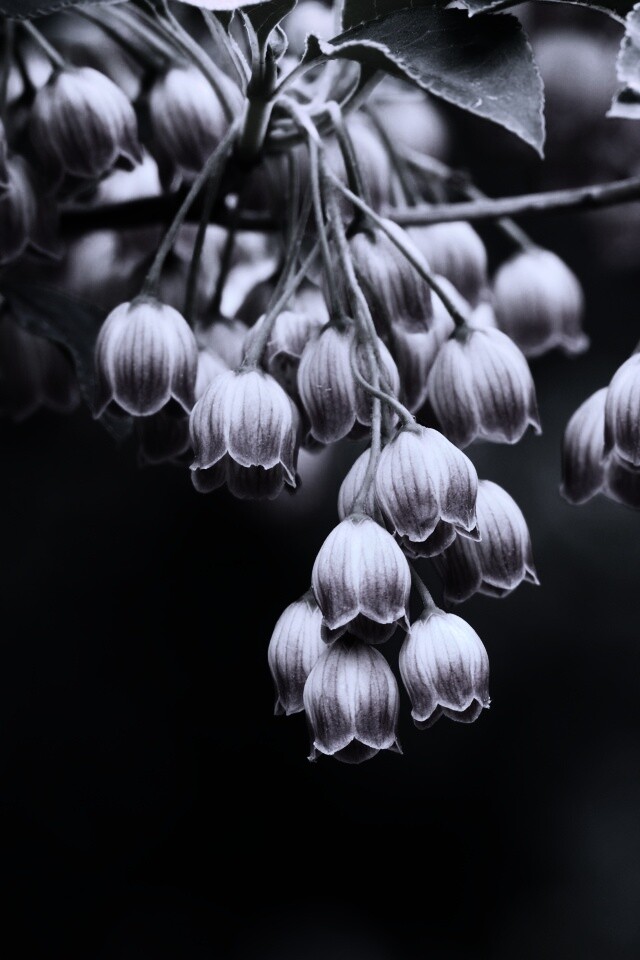 Красные колокольчики обои