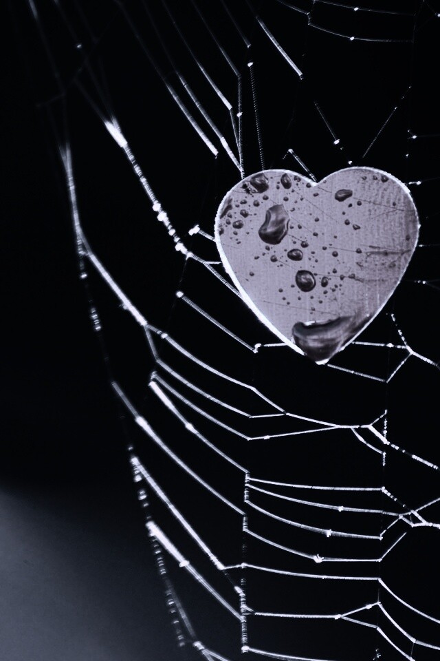 Сердце в паутине обои