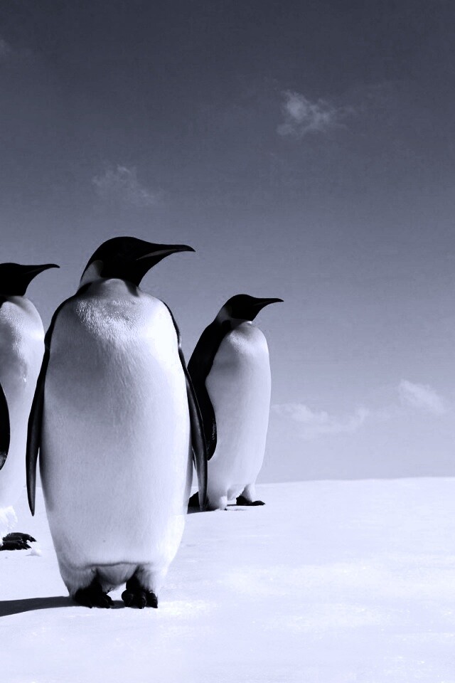 Пингвины обои