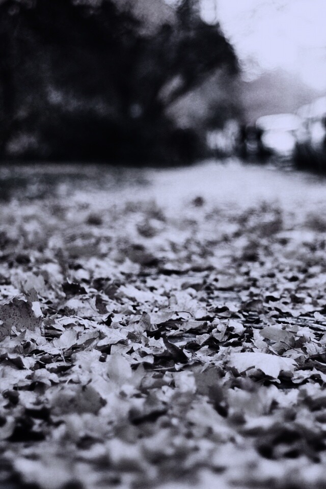 Осенние листья обои