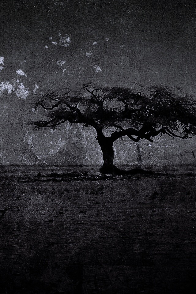 Гранжевое дерево в саванне обои