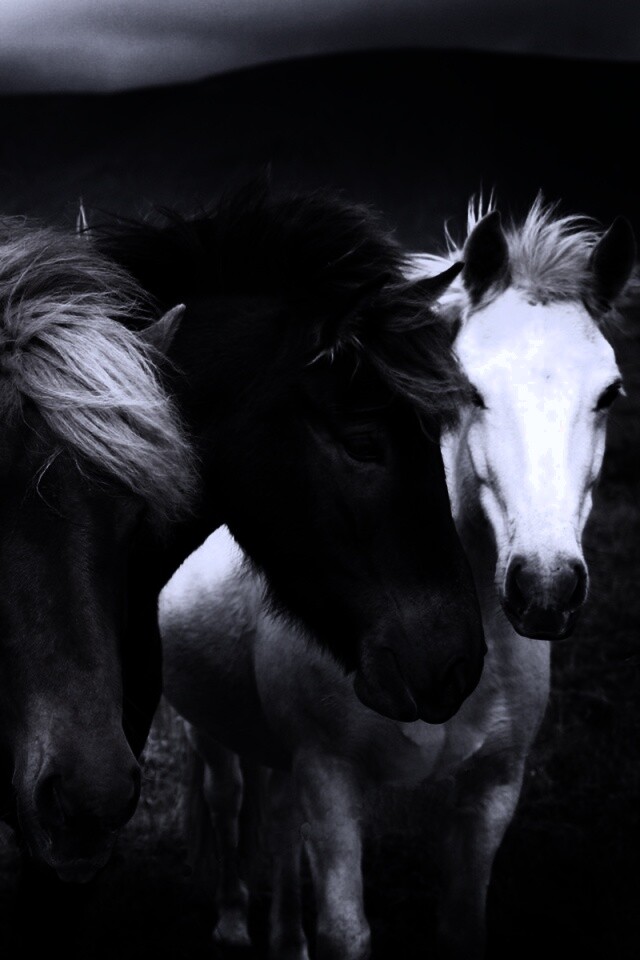 Мустанги обои