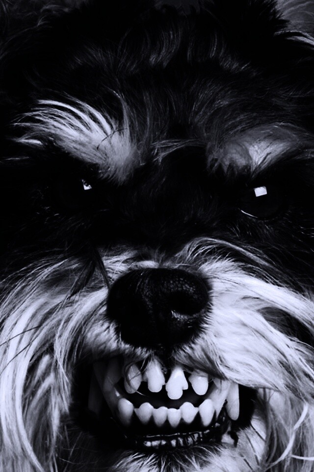 Терьер вне себя обои