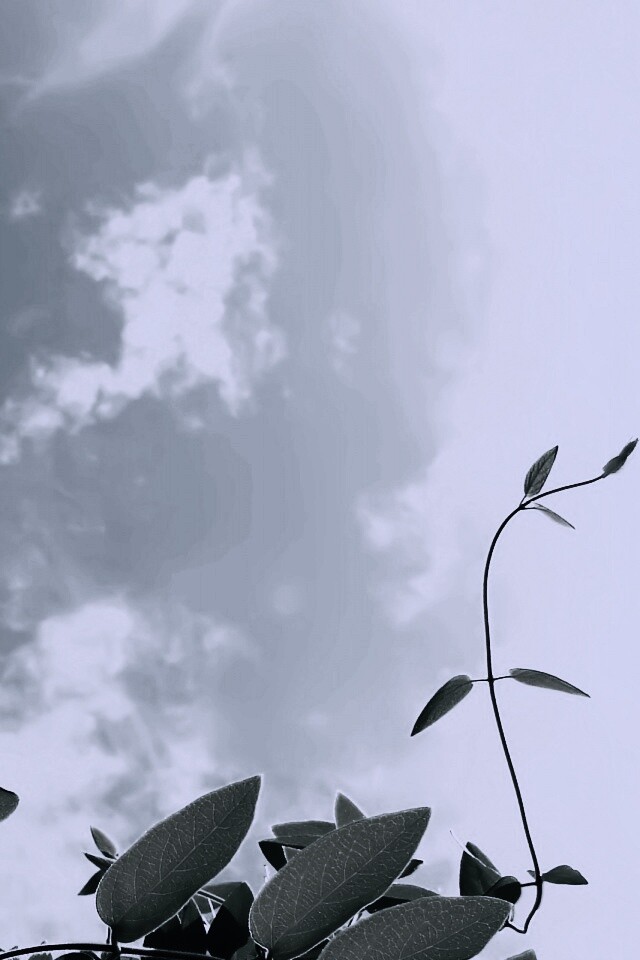 Зеленые ветви на фоне голубого неба обои