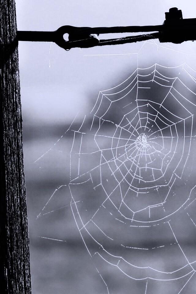 Паутина 51 обои