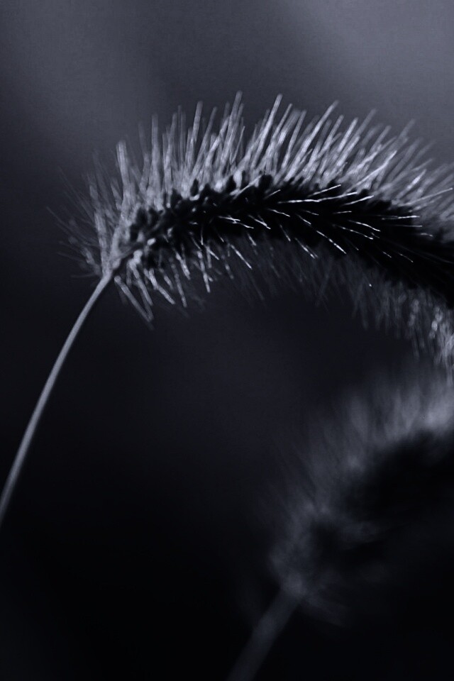 Травинка обои