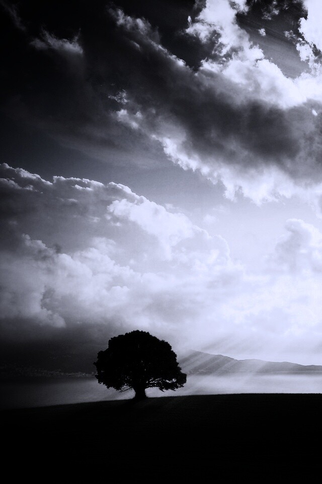 Холм и дерево обои