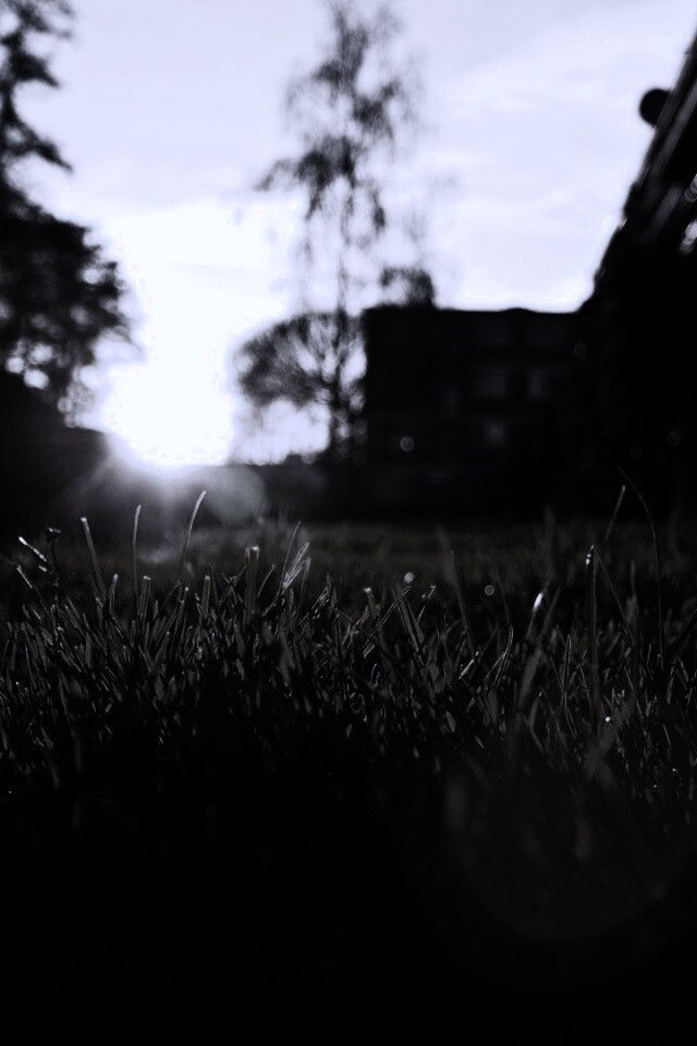 Трава во дворе обои