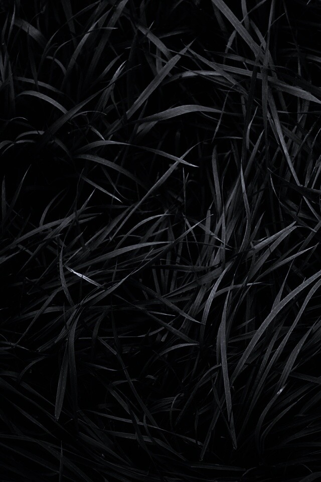 Блеклая трава обои