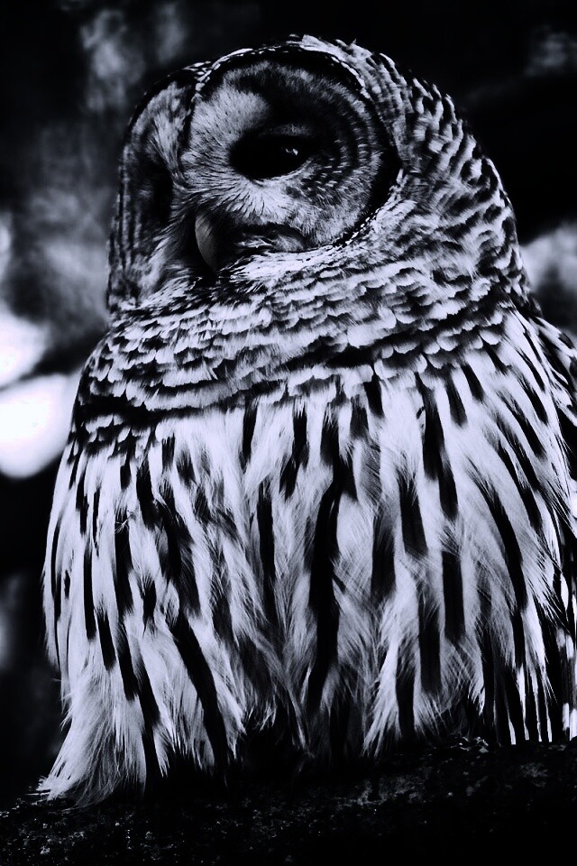 Сова на ветке обои