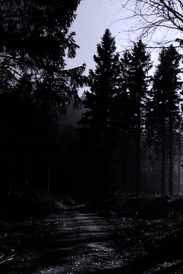 Лесная дорога обои