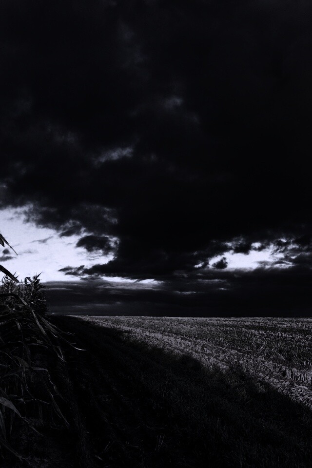 Кукурузное поле обои