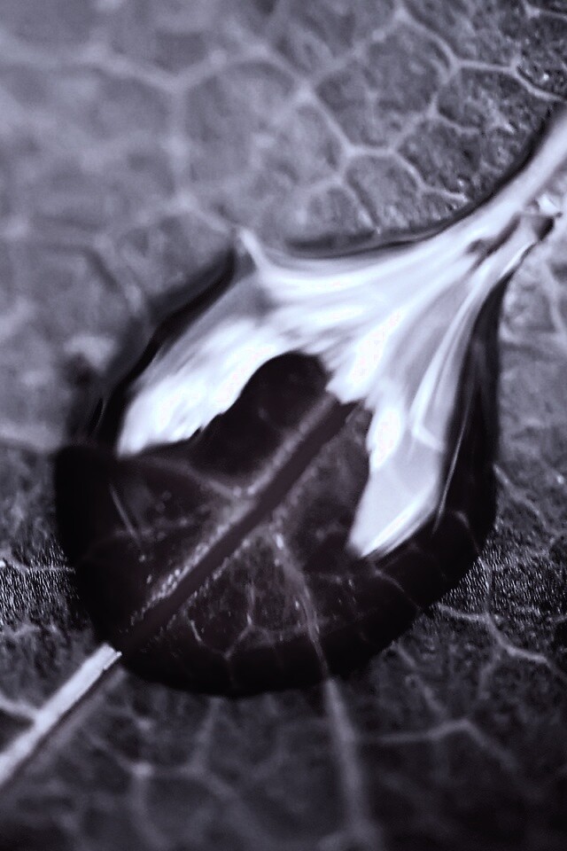 Две капли на красном листке обои