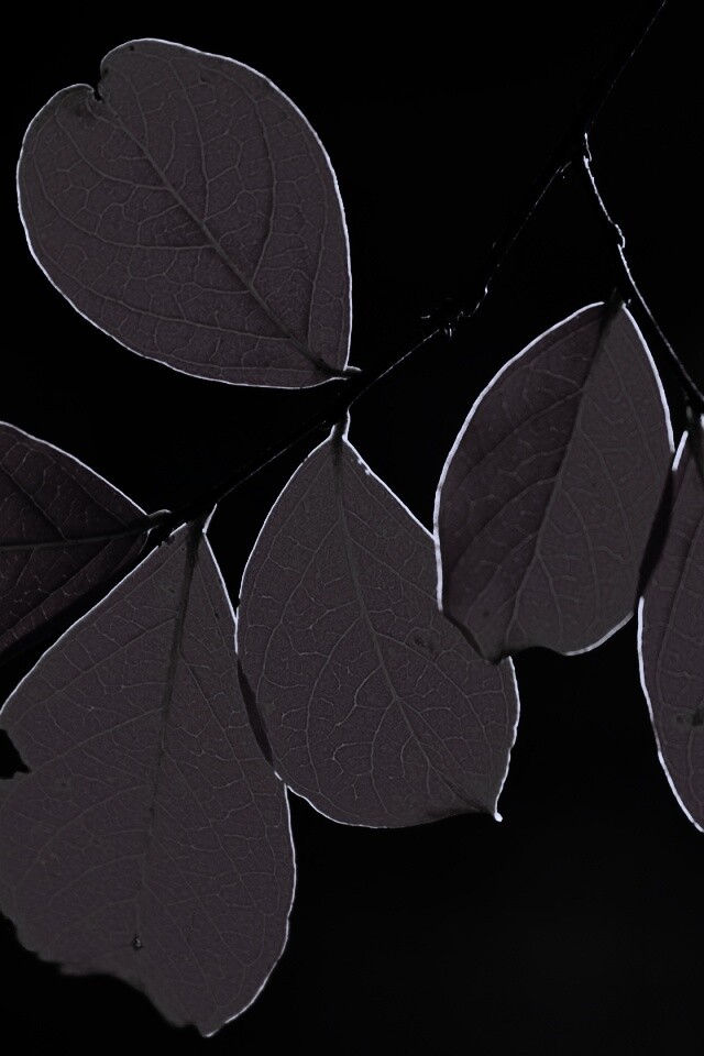 Ветка с оранжевыми листьями обои