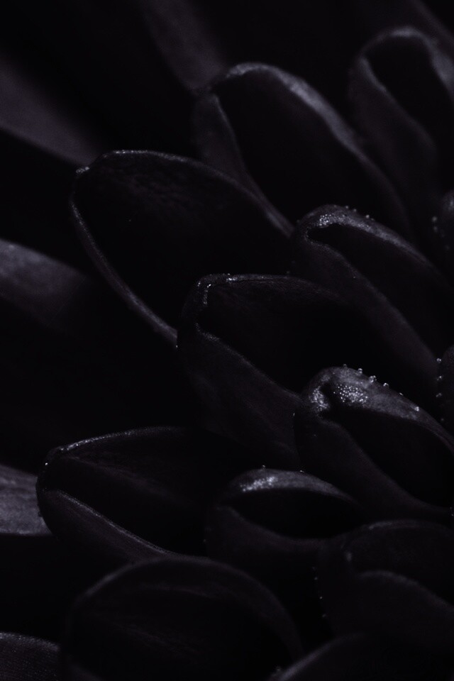 Лепестки хризантемы обои