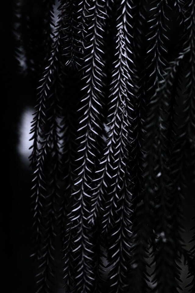 Зеленые колючки обои