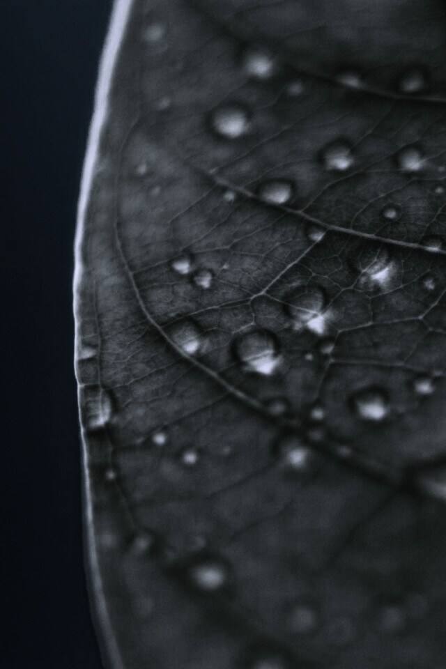 Зеленый листик в макро обои