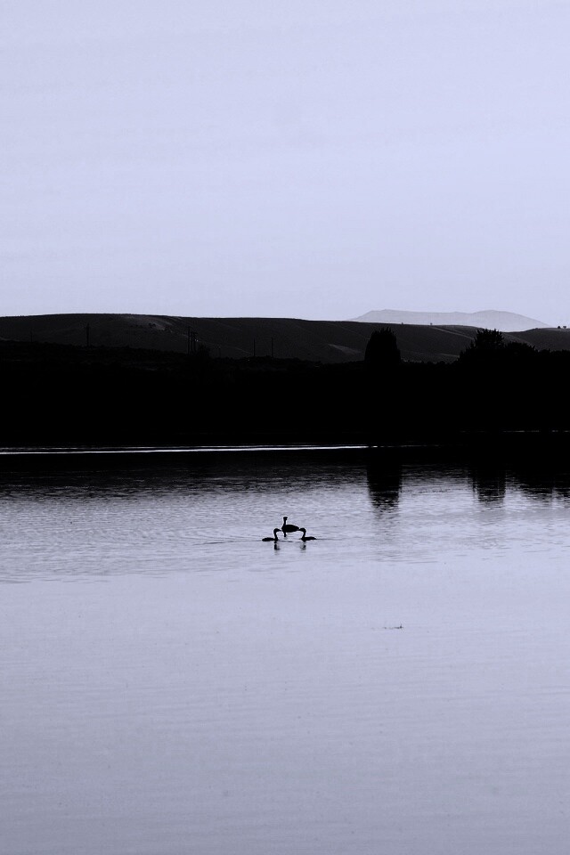 Утиное озеро обои