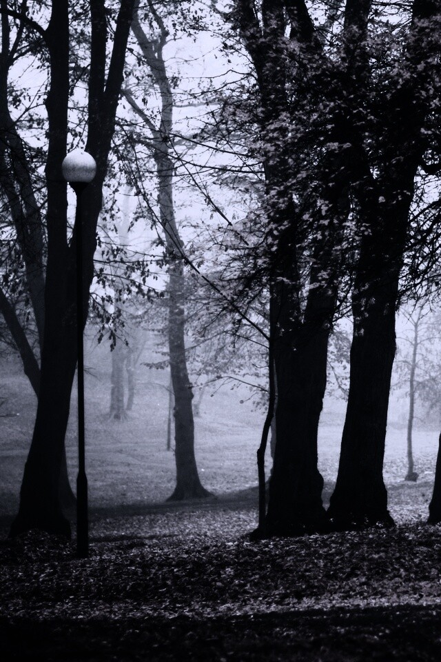 Парк красных листьев обои