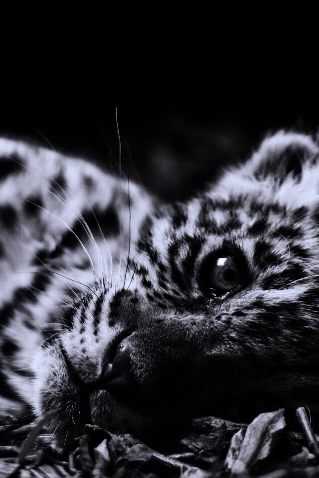 Гепард котенок обои