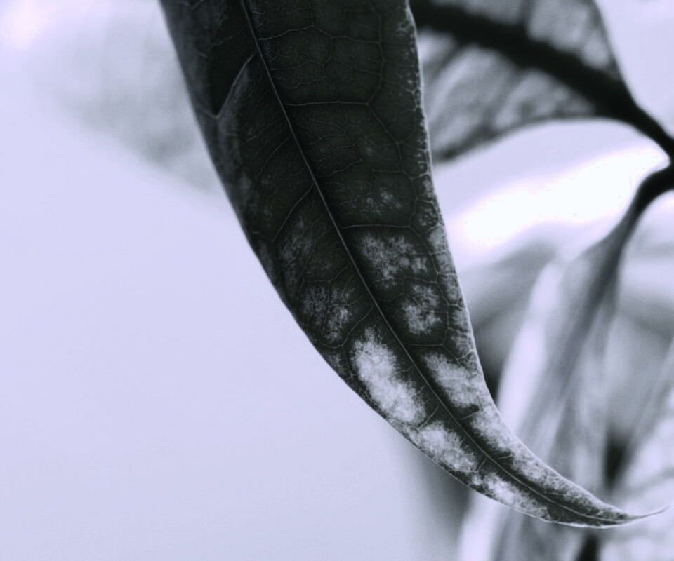 Зеленый листок обои