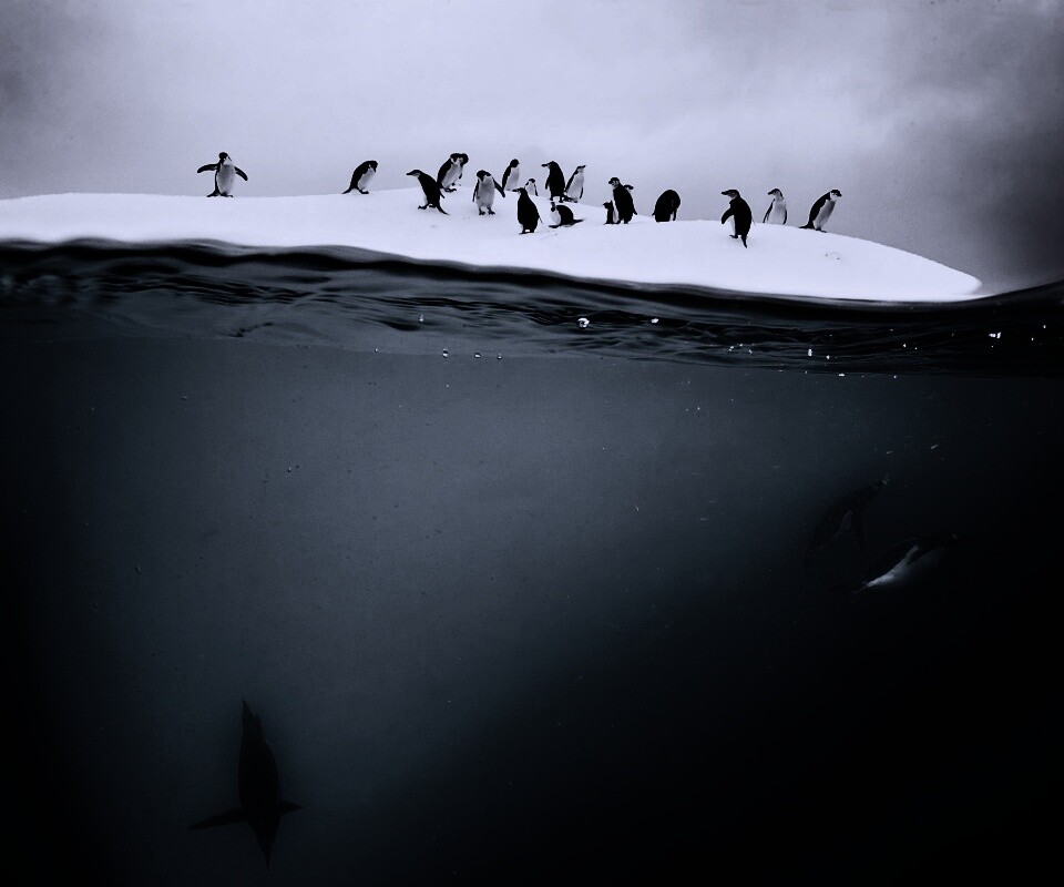 Пингвины обои