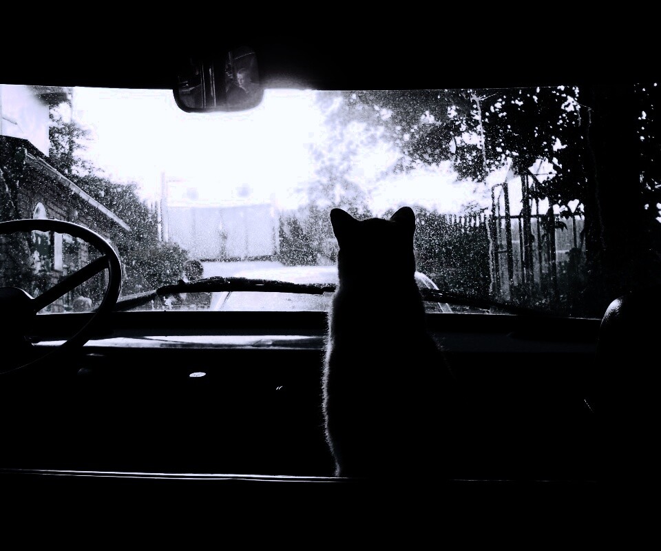 Кот навигатор обои