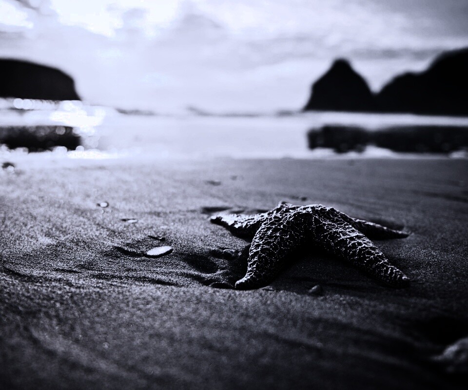 Морская звезда обои