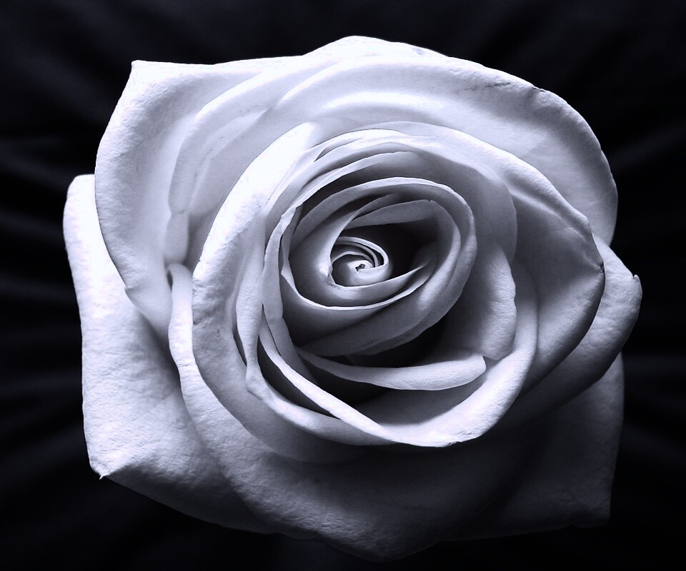Белая роза обои