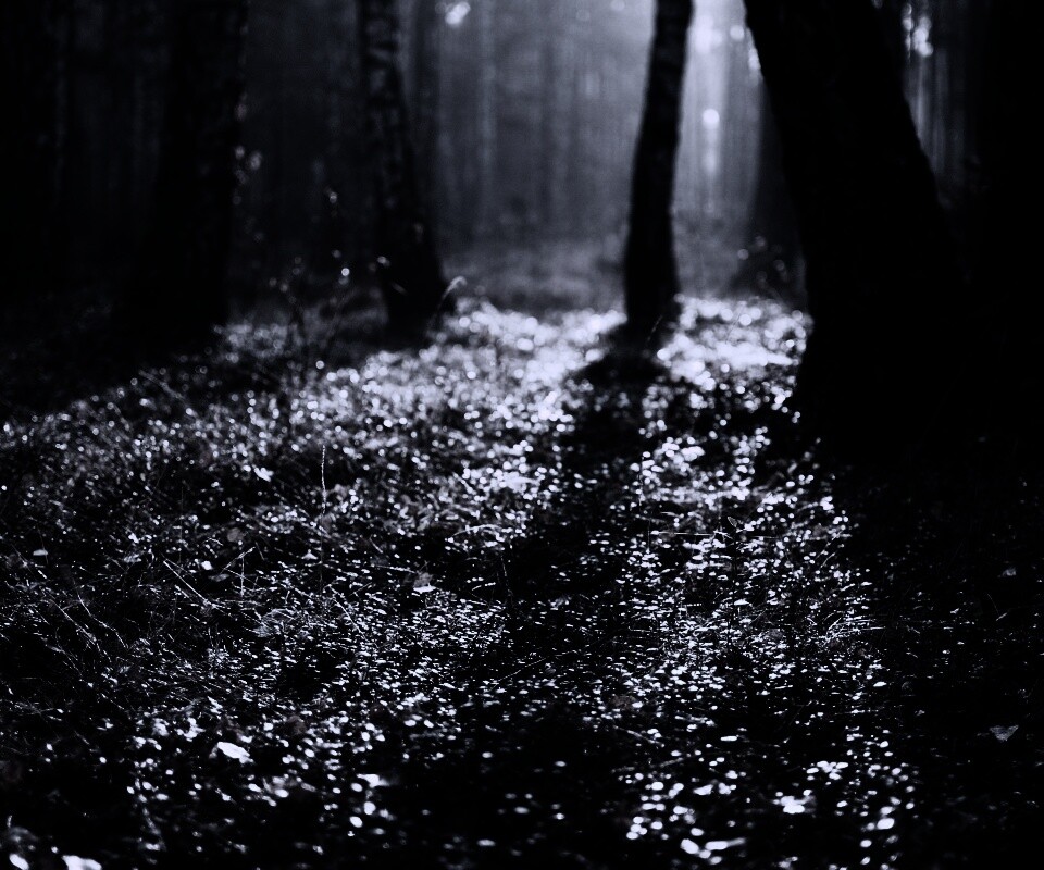 Лесная земля обои