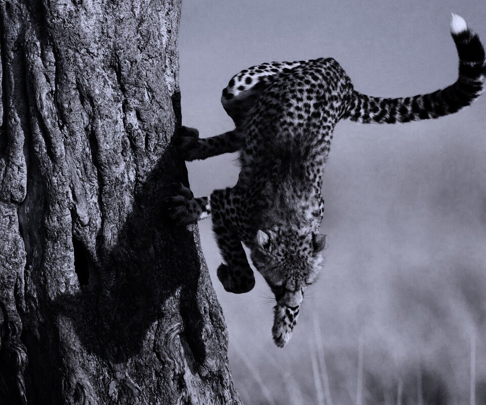 Скалолаз обои