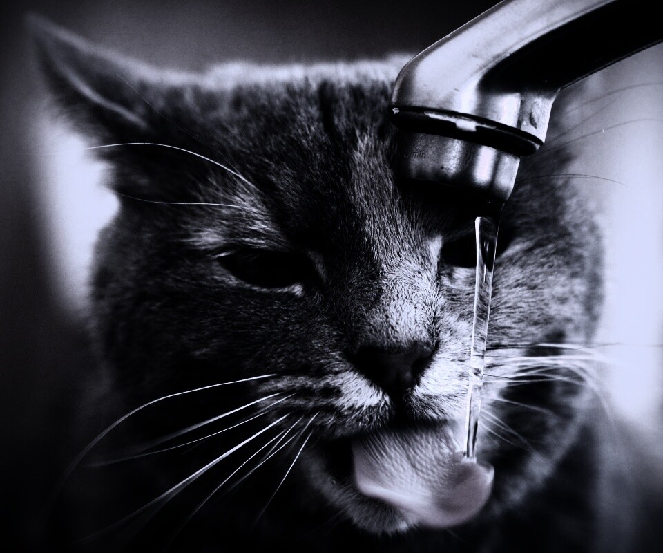Кот пьет из под крана обои