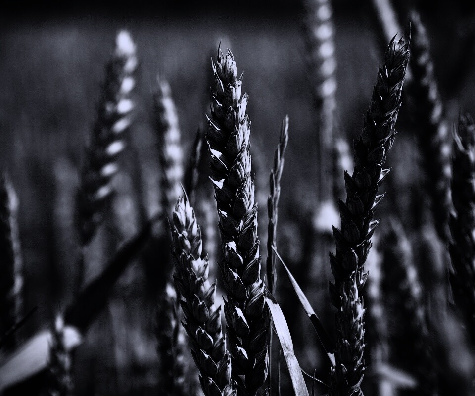 Молодые пшеничные колосья обои