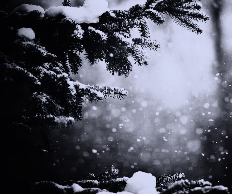 Еловые лапы в снегу обои