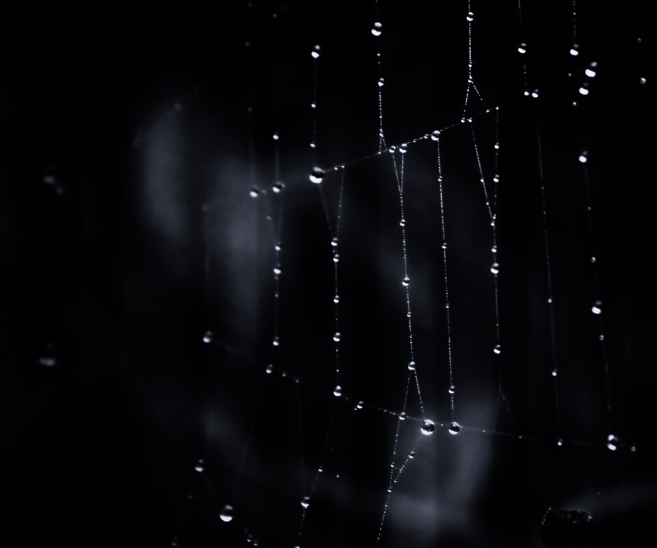 Роса на паутине обои