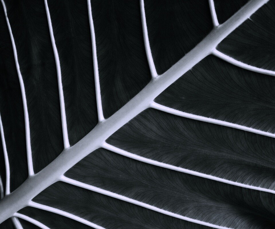 Пальмовый лист обои